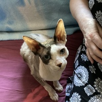 photo de livraison pour Ecole du Chat des Alpilles
