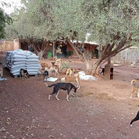 photo de livraison pour Help Adopt Moroccan Animals