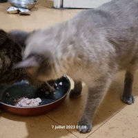 photo de livraison pour Chats Libres des Hauts Cantons de l'Hérault