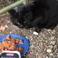 photo de livraison pour L'Ecole du Chat Istreen