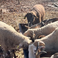 photo de livraison pour Refuge du Poil à la Plume