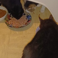 photo de livraison pour Protect Cat