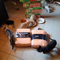 photo de livraison pour Les Chats Libres Condom 32