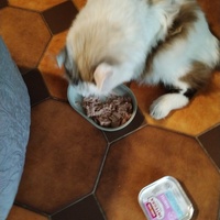 photo de livraison pour Chats Grains d'Amour