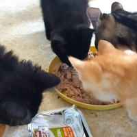 photo de livraison pour Chat Suffit a.sb.l.