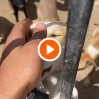 photo de livraison pour Le Coeur sur la Patte