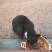 photo de livraison pour Chat de Gout'hier sans Toit