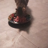 photo de livraison pour Protect Cat