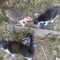 photo de livraison pour Les chats Port-Saint-Louisiens