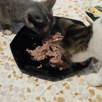photo de livraison pour Cat Miaou