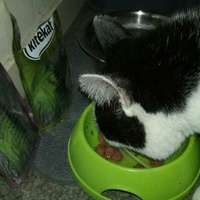 photo de livraison pour Les Chats de la Rue