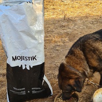 photo de livraison pour For the Strays - Paws of Greece