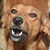 photo animal