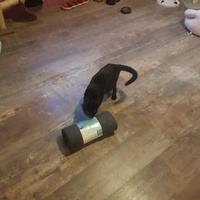 photo de livraison pour Association des Chats Camarguais