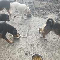 photo de livraison pour Svetlana Bjelogrlic