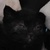 photo animal
