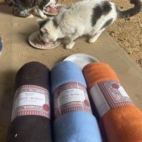 photo de livraison pour Les Chats De QUEAUX