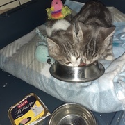 photo de livraison pour SOS Chats en Détresse