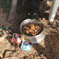 photo de livraison pour Les Chats Libres de la Canterrane