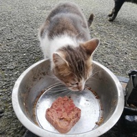 photo de livraison pour Chat L'Heureux Chat l'Ange et Cie