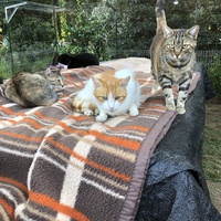 photo de livraison pour Les chats de chez nous