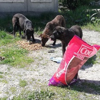 photo de livraison pour Mira Shorak Assante Di Capillo