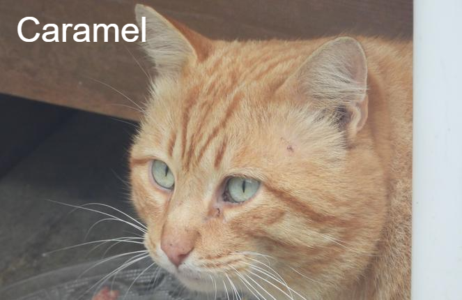 Caramel Lezard Animal Webaction