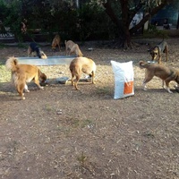 photo de livraison pour Help Adopt Moroccan Animals