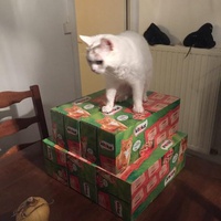 photo de livraison pour L'Arche de Marie - Mes Amours de Chats