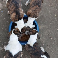 photo de livraison pour Les Poilus du 33