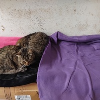 photo de livraison pour Chez Minou