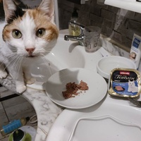 photo de livraison pour A Pas De Chats