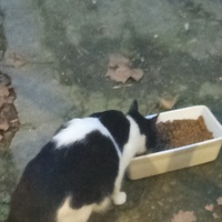 photo de livraison pour Les chats libres de Caro