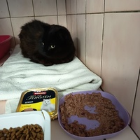 photo de livraison pour L'école du Chat d'Ollioules