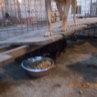 photo de livraison pour Pro Animals Finland ry