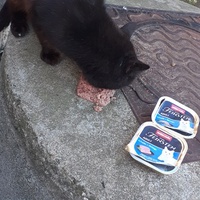 photo de livraison pour Chats cerbériens