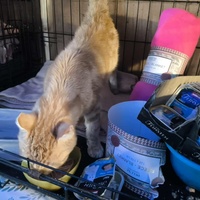 photo de livraison pour Chats Libres de Béziers