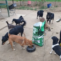 photo de livraison pour Udruženje za zaštitu životinja "Pongo"