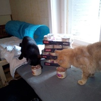 photo de livraison pour SOS Chats du Sedanais