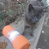 photo de livraison pour Les Chats-Pitresdelavi-Ste