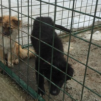 photo de livraison pour Save & Hope for Dogs