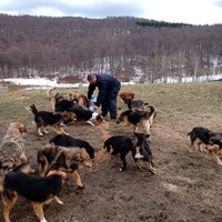 photo de livraison pour Silver Dog Srebrenica