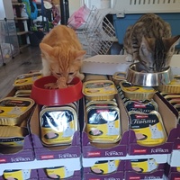 photo de livraison pour L'Ecole du Chat d'Evreux