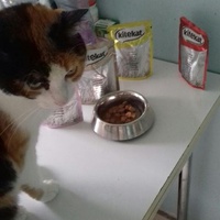 photo de livraison pour Les Chats de la Rue