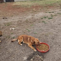 photo de livraison pour Serbian Society for the Protection of Animals - SSPA