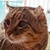 photo animal