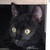 photo animal