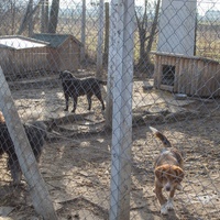 photo de livraison pour Azil Bella