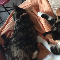 photo de livraison pour Les Chats Libres Condom 32