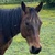 photo animal